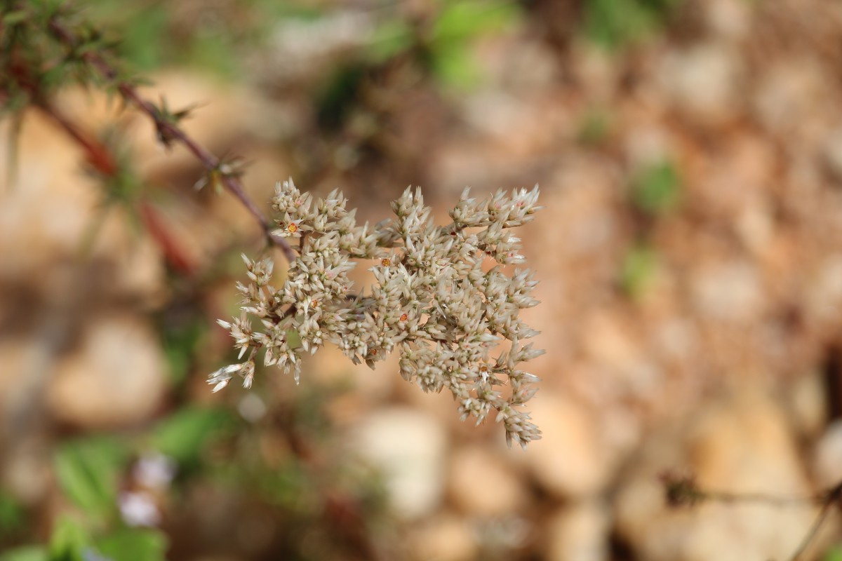 Polycarpaea corymbosa (L.) Lam.